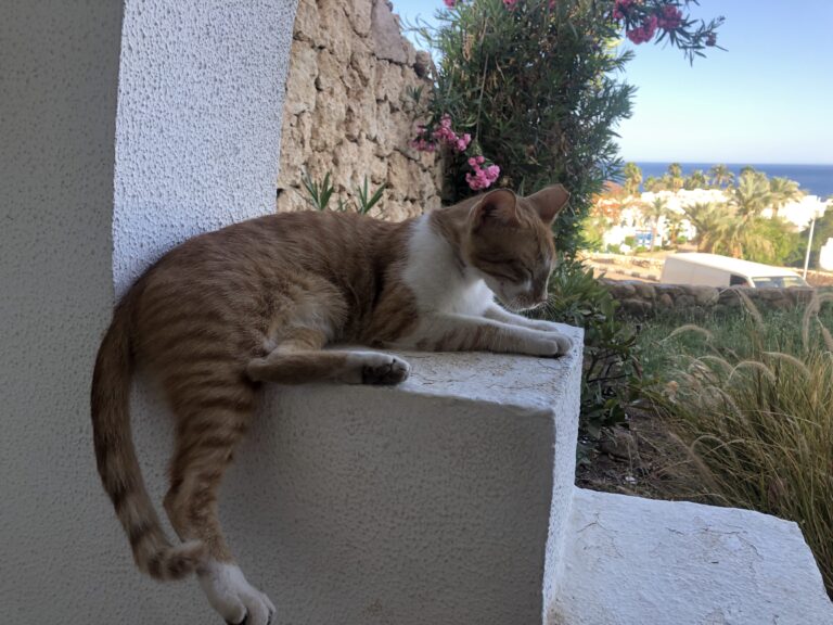 Єгипетський котик 3