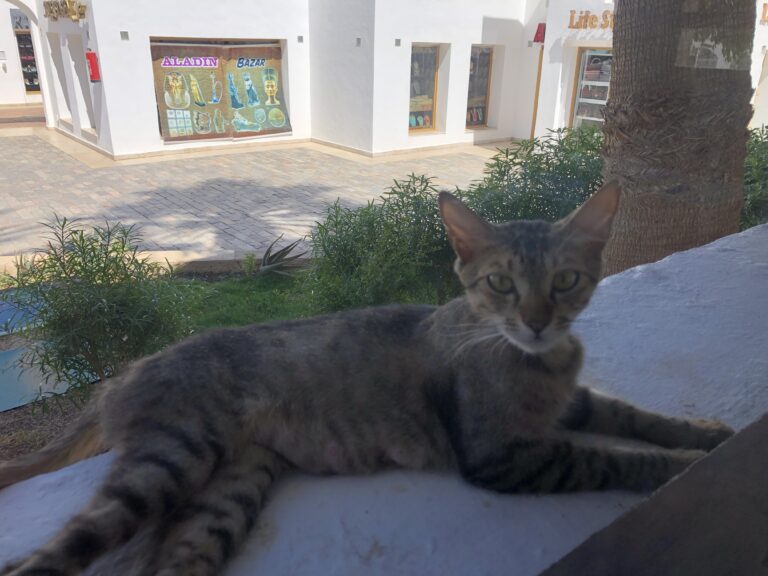 Єгипетський котик